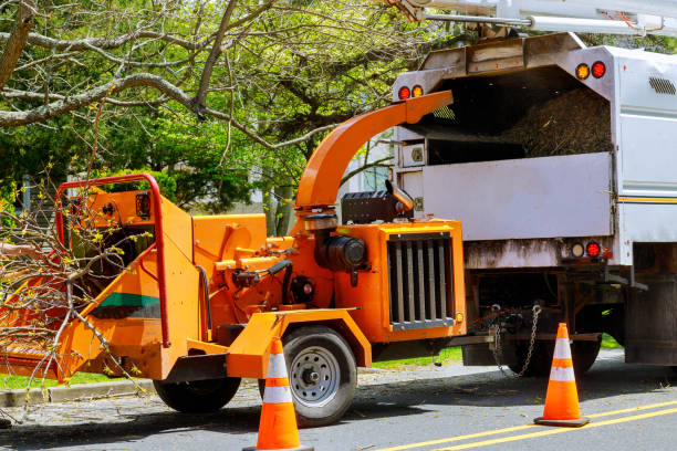 How Our Tree Care Process Works  in Deland, FL